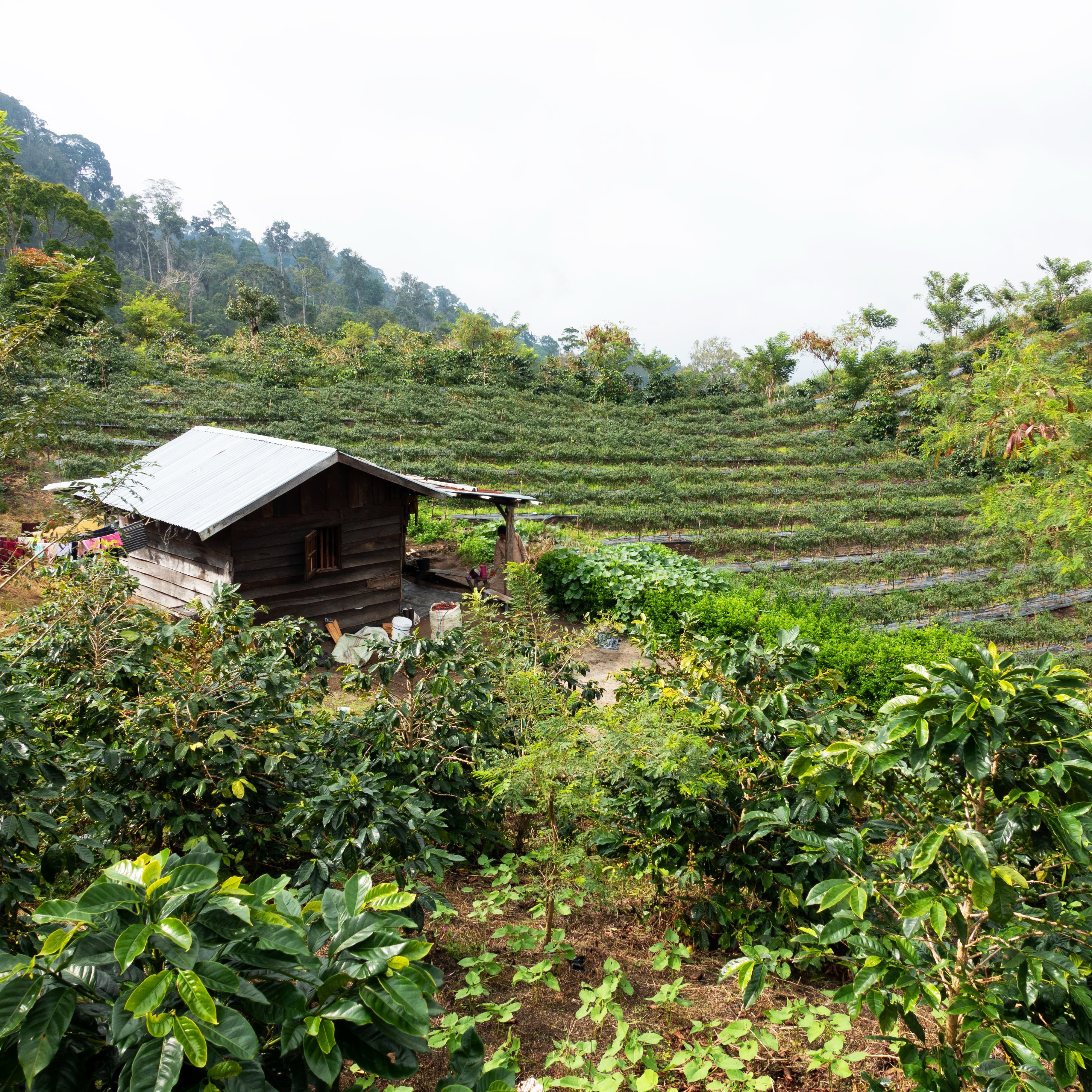 Sumatra Mandheling