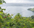 Sumatra Mandheling